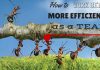 How to Work Better and More Efficiently as a Team Work Better Efficiently as Team