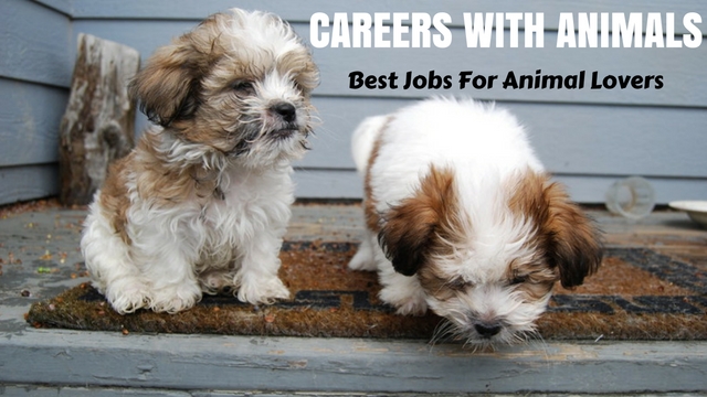 Careers with Animals - 12 Best Jobs For Animal Lovers - Wisestep