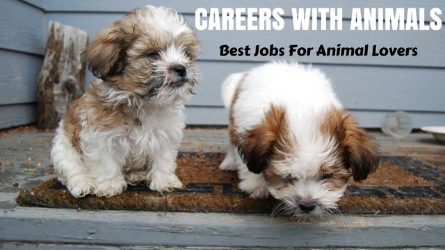 Careers with Animals